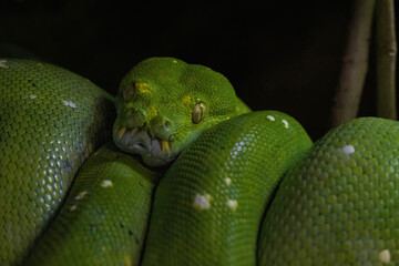 Emerald boa constrictor also known as the green tree boa.
