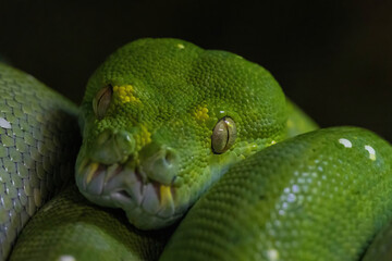 Fototapeta premium Emerald boa constrictor also known as the green tree boa.