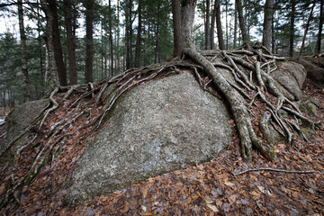 A network of exposed tree roots spreads over rocky terrain in the forest. The twisted roots create...