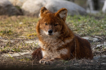 the Indian wild dog early spring first sun
