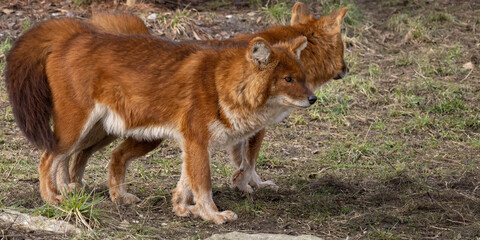 the Indian wild dogs