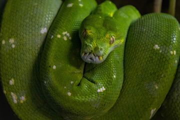 Obraz premium Emerald boa constrictor also known as the green tree boa.
