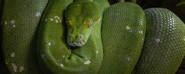Fototapeta premium Emerald boa constrictor also known as the green tree boa. wide banner