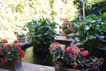flowers in pots near pond in a garden. scenic view of a beautiful yard closeup. people like luxury lifestyle with the tropical green plants in the residential house. beauty of summer hot day.