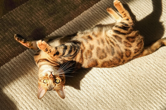 Bengal cat lying on its back on a light carpet, illuminated by sunlight. Spotted color, expressive eyes, playful pose. Contrasting lighting, shadows, top view