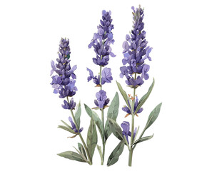 Lavender botanical illustration, vector lavender isolated on transparent background, vintage floral sketch, medicinal herb drawing, aromatic plant engraving, nature botanical art © aura studio