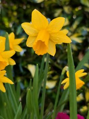 Obraz premium Lovely Yellow daffodil spring flower 