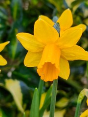 Obraz premium Lovely Yellow daffodil spring flower 