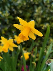 Lovely Yellow daffodil spring flower 