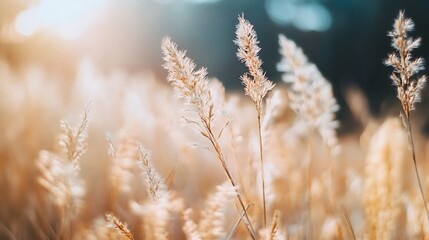 Fototapeta premium A serene field of golden grasses illuminated by soft sunlight.