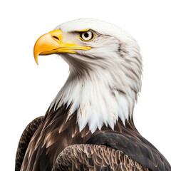 Fototapeta premium a majestic bald eagle with striking features showcasing its sharp beak and intense gaze against a plain background. beauty and power of iconic bird of prey