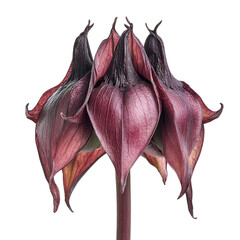 Burgundy Lily Elegance: A close-up showcases a striking burgundy lily in full bloom, revealing intricate details and velvety textures. The image focuses on the flower's deep, rich color.