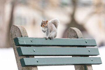 Eastern gray squirrel perched on a green park bench in downtown Boston during winter. The urban wildlife scene highlights the animal’s adaptability in a snowy city environment © Hrach
