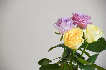 紫と黄色のばら