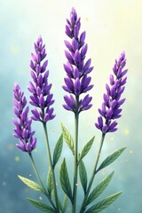 Fototapeta premium Delicate lavender sprigs, hand-drawn, Provence style , painting, graphics, herb