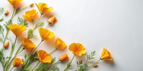 Bird's-Eye View of California Poppies on Solid Background - Soft Feminine Flat Lay