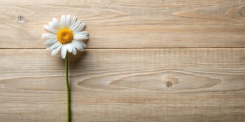 Obraz premium Chamomile Flowers Flat Lay: Wooden Background with Copy Space for Design