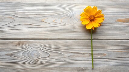 Obraz premium Coreopsis Tickseed Flowers Flat Lay on Rustic Wood - Natural Organic Background