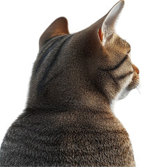 Tabby Cat Gazing Pensively Back View Soft Fur