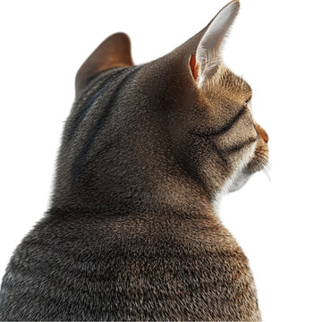 Tabby Cat Gazing Pensively Back View Soft Fur