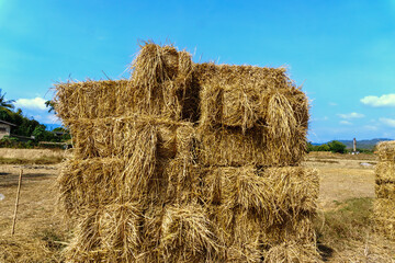 Scenic rural landscape with haystacks in a golden field during autumn or summer after harvest.