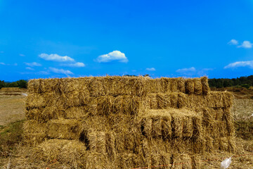 hay bales in the field .