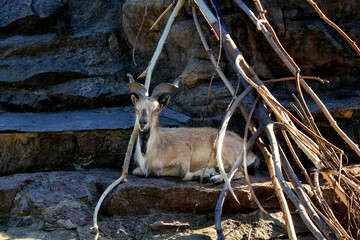Mountain goat resting on rocky outcrop. Wild goat sitting among rocks and twigs in natural habitat. Mountain goat with horns in stony terrain. Goat lying down on stone with branches
