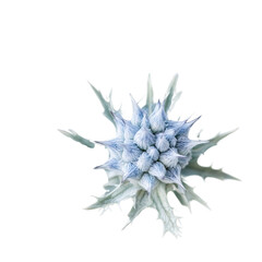 Obraz premium Architectural Thistle: The close-up perspective of a architectural thistle showcases its unique and striking beauty, capturing intricate textures.