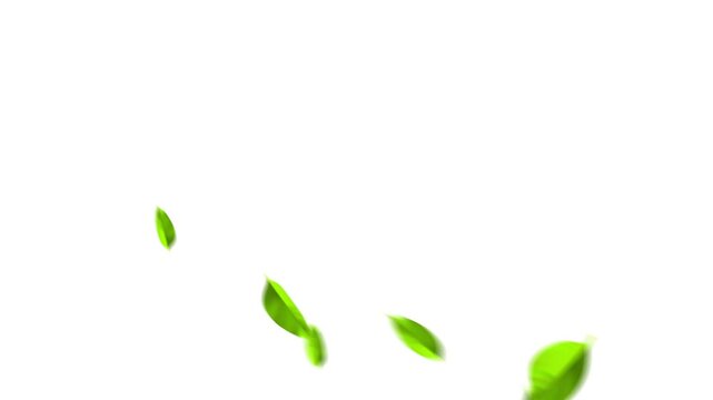 Flying green leaves in the air. Fresh aroma. Green tea leaf on white background. 