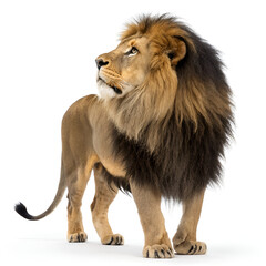 Obraz premium Powerful Barbary Lion – High-Resolution Wildlife Photography.