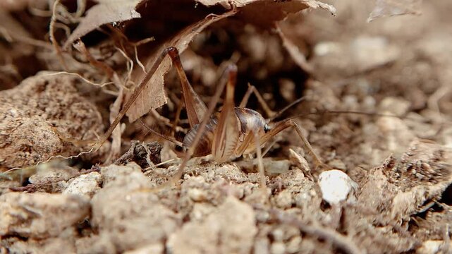 한국 곱등이 곤충