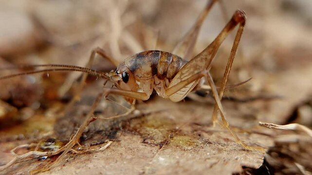 한국 곱등이 곤충