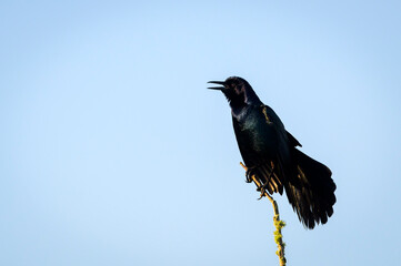 Boat-tailed Grackle (Quiscalus major) perched in branch, singing, Lake Apopka, Florida, United States.