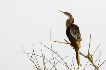 Anhinga (Anhinga anhinga) perched in tree during sunrise, Lake Apopka, Florida, USA.