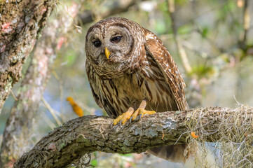 Barred owl (Strix varia) standing on branch, Florida, United States.