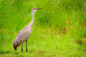 Obraz premium Sandhill crane (Grus canadensis) standing in wetland, Florida, United States.