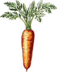 Old botanical illustration of carrot, vector isolated on transparent background, vintage engraving, hand-drawn vegetable, root crop, organic farming, food art, retro style