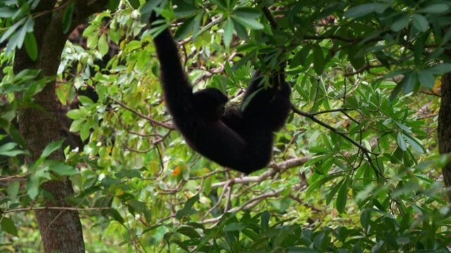 A Siamang (Symphalangus syndactylus) hangs upside down from a tree limb, urinating and defecating amidst the lush, green foliage of its forested habitat, close up shot.