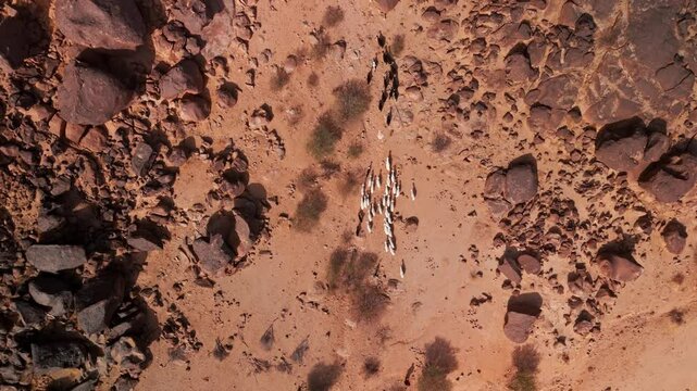 Top down drone shot of herd of goats ind the desert