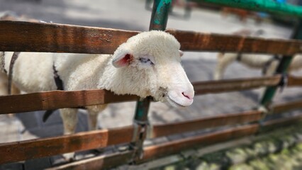 Fototapeta premium Close up view of cute sheep head at the sheepfold