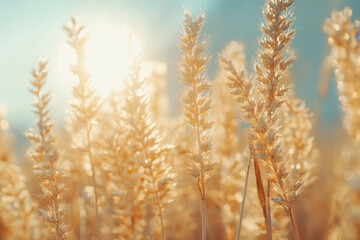 Obraz premium Field of wheat bathed in golden sunlight, stretching to the horizon under a clear blue sky.