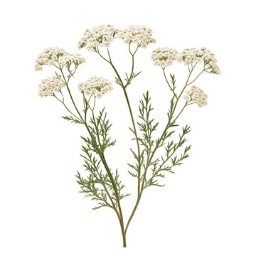 Yarrow Blossoms: Delicate yarrow flowers with feathery green foliage on stems