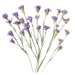 Delicate Lavender Blooms: A cluster of lavender flowers, with their subtle purple hues and slender stems, artfully arranged and inviting a sense of serenity and natural elegance.