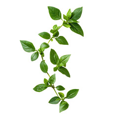 Fototapeta premium Basil Sprigs: Fresh green basil sprigs with vibrant leaves, a versatile culinary herb used to infuse flavor and fragrance.