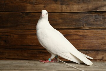 One beautiful white dove on wooden table