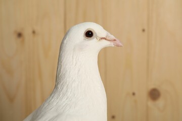 Fototapeta premium One beautiful white dove on wooden background, space for text
