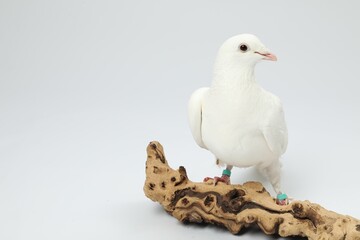 Beautiful dove with snag on white background, space for text