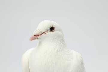 One dove on white background. Beautiful bird