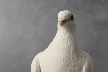 One beautiful white dove on grey background