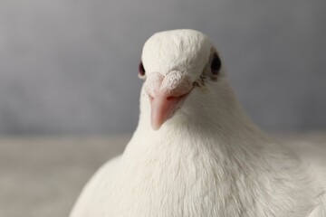 Beautiful white dove on blurred background, space for text